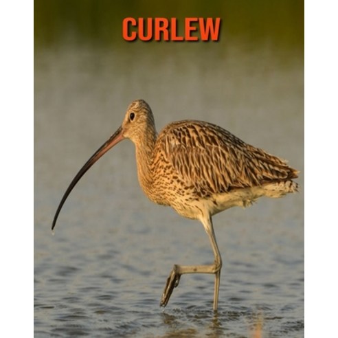 (영문도서) Curlew: Amazing Facts & Pictures Paperback, Independently Published, English, 9798511795676