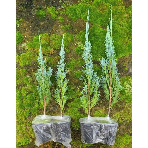 블루엔젤 묘목으로 아름다운 울타리 만들기