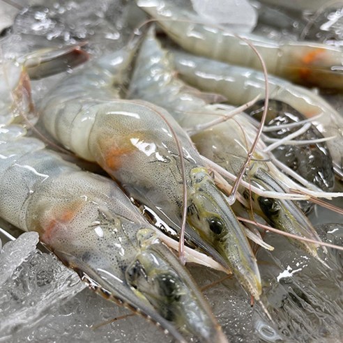 산지직송 국산 흰다리새우 생물 1kg 생새우 대하, 실중량 1kg(31-40미), 1개
