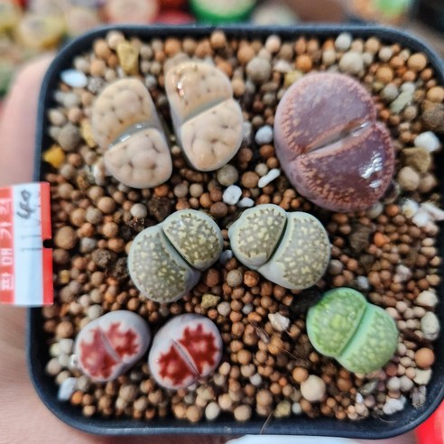 11040 인연다육 리톱스모듬 꽃피는 성체 희귀식물 코노피튬 수입식물 하트선인장, 1개 11040 인연다육 리톱스모듬 꽃피는 성체 희귀식물 코노피튬 수입식물 하트선인장, 1개