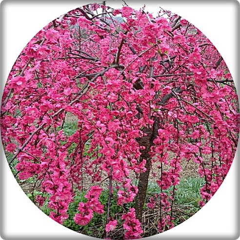 삭막한 일상에 핑크빛 설렘을 더하다! 홍도화/수양홍도화 묘목 심층 분석 및 선택 가이드 홍도화