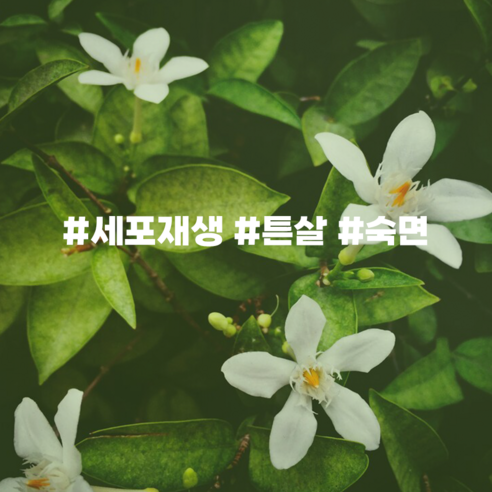 캔들마노 에센셜 오일 네롤리 네롤리 에센셜 오일, 100ml 네롤리오일 캔들마노 에센셜 오일 네롤리 네롤리 에센셜 오일, 100ml 네롤리오일