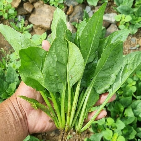 제철 생 시금치 1박스 4kg, 1박스(4kg), 1개