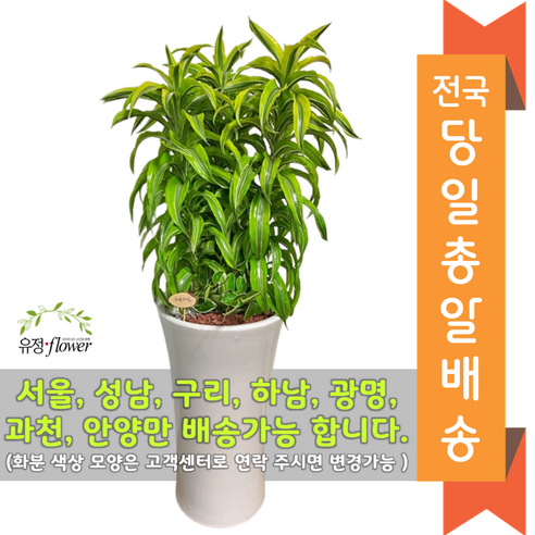 고급대형 화분 개업 축하 화분 전국 당일배송, 11. 행운목(기본받침), 1개