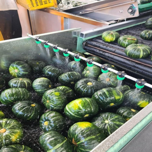 제주올팜 제주 미니 단호박 밤호박 보우짱, 비세척 중품, 1개, 3kg