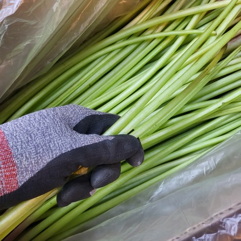 봄날 식탁에 싱그러움을 더하는 논산 머위대