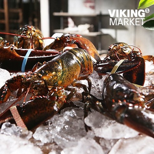신선하고 맛있는 살아있는 캐나다 활 랍스터로 해산물 요리에 활력을 불어넣으세요.