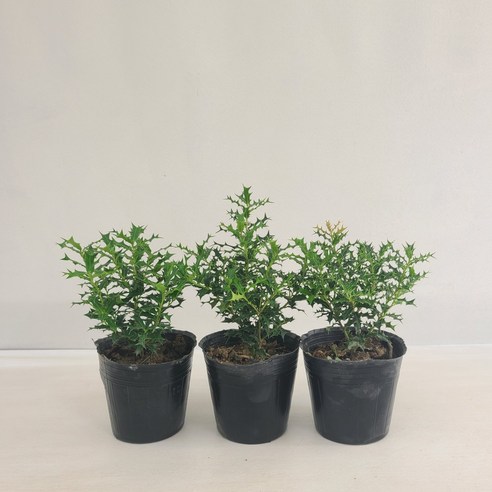 싱그러운 초록빛으로 공간을 물들이다: 호랑가시 3개 묶음으로 완성하는 플랜테리어 호랑가시나무