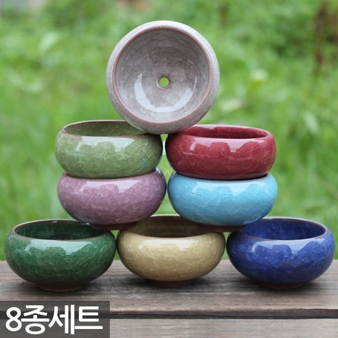 세인화분 다육이 & 선인장 세트로 삭막한 일상에 싱그러움을 더하세요!