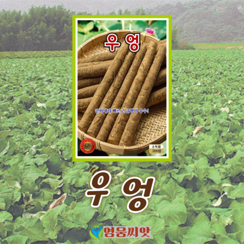 우엉 씨앗 미야비리소우엉 (200립) 종묘 종자, 1개