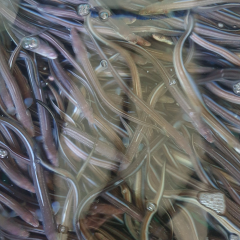 통영산 조업 특대 바다장어 1kg 2-3미 활장어 붕장어 아나고손질 장어구이 소스2종 증정 머리 뼈 증정!, 1개