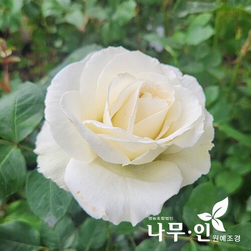 [나무인] 티네케 고급사계정원장미