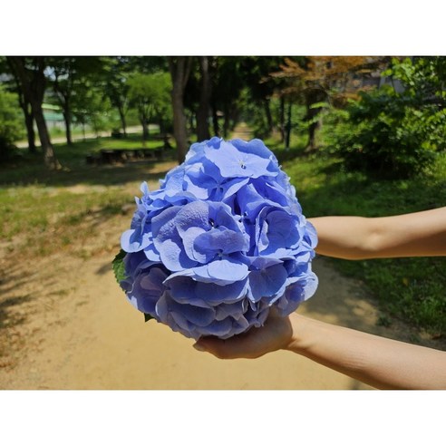 집안에 생기와 화사함을 더하는 유스풀몰의 수국 꽃다발