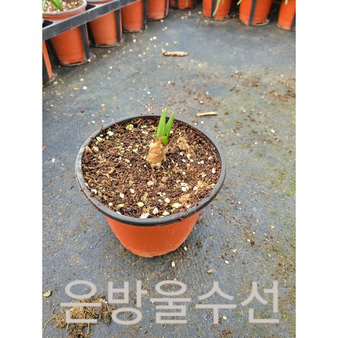 봄을 깨우는 은은한 향기, 피어나라야생화 은방울수선으로 일상에 행복을 더하세요.