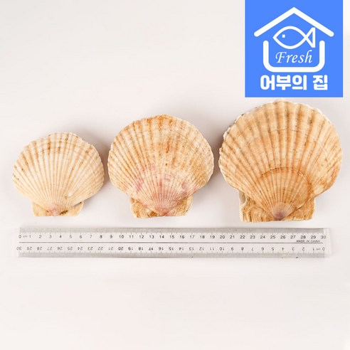신선하고 맛있으며 영양가 풍부한 어부의집 제철 대왕 가리비