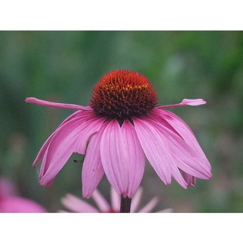 에키네시아 딥로즈 모종으로 매년 아름다운 꽃을 피우는 나만의 정원을 가꿔보세요!