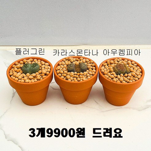 산아래 다육이 리톱스 3개 세트 선인장 화분 식물 꽃 생명력 카페꾸미기 장식 공기정화 전자파차단 희귀식물