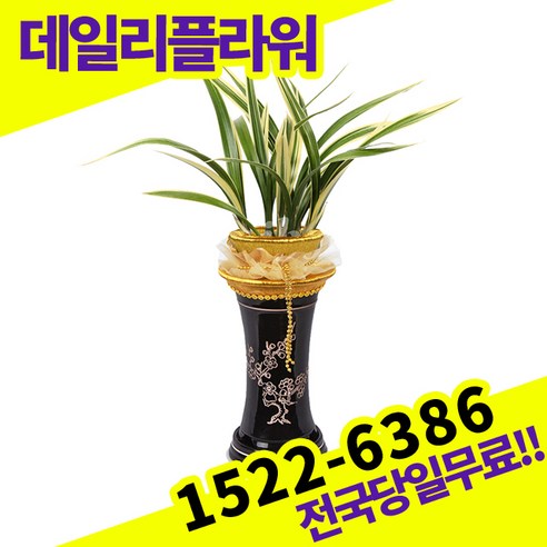 태양금 동양란 동양난 승진 영전 이취임 개업 축하 고급 난배달 배송