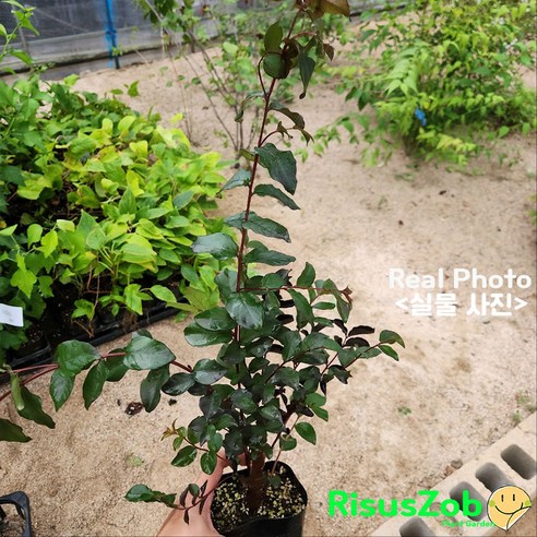 흑진주처럼 매혹적인 정원, 리서스원예 자엽 배롱나무 블랙다이아몬드로 완성하다