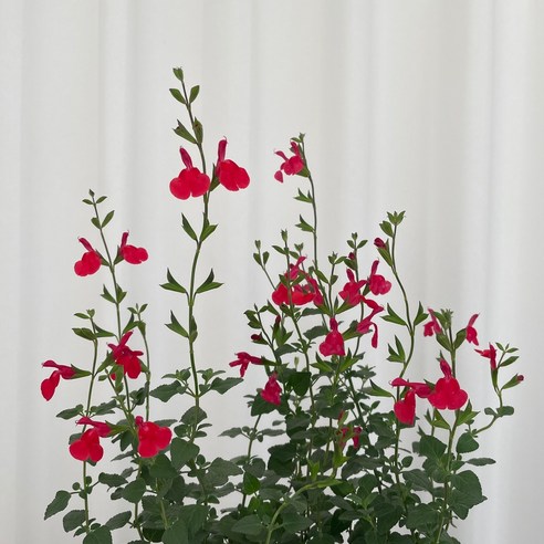 체리세이지로 만드는 향기로운 나만의 정원