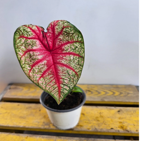 잎맥의 아름다움에 빠지다: 칼라디움 레디안스, 당신의 공간에 생기를 불어넣는 마법 칼라디움