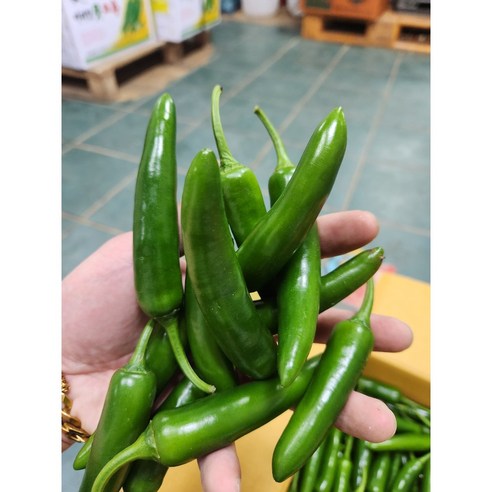 특상급 모닝고추 1kg, 5kg 1개 포함, 아삭한 풋고추와 오이 맛고추 할라피뇨고추 특상급 모닝고추 1kg, 5kg 1개 포함, 아삭한 풋고추와 오이 맛고추 할라피뇨고추