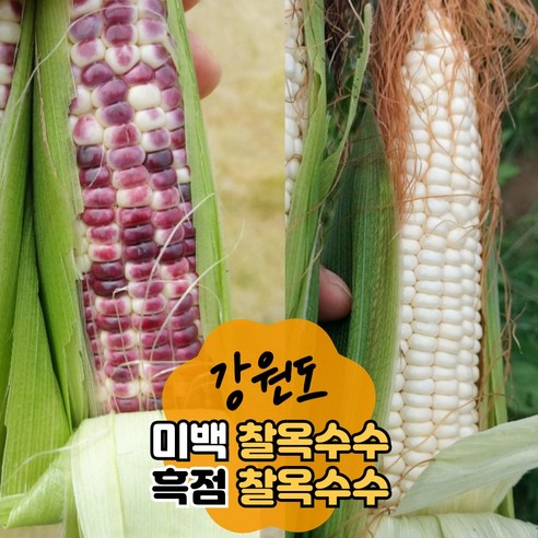 미백찰옥수수 흑점찰옥수수 쫀득한 찐옥수수 강원도 산지직송, 생 찰옥수수, 1개, 20개 강원도찰옥수수