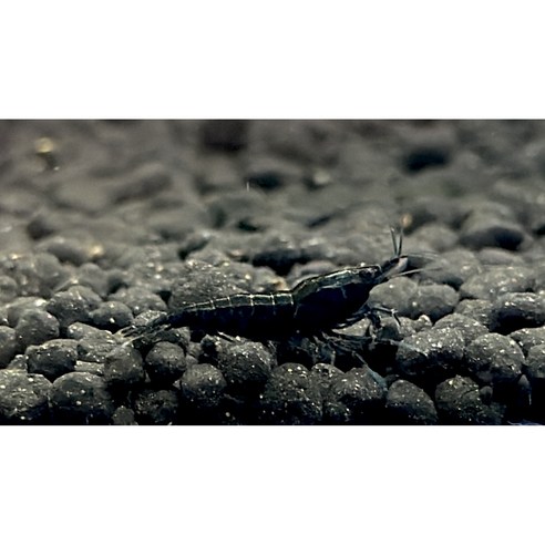 🐠 작지만 확실한 행복, 블랙로즈 새우로 나만의 작은 수족관을 완성하다 체리새우1마리