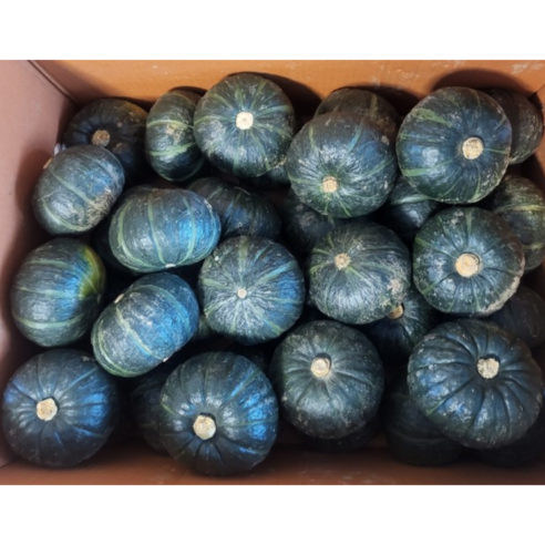제주직송 고당도 못난이 밤호박 3kg 5kg 10kg 미니밤호박 단호박 미니단호박 제주미니밤호박 호박 밤호박 미니밤단호박 밤단호박 미니밤호박, 1개