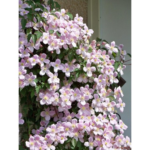 핑크빛 설렘 한가득, 내 정원에 찾아온 작은 기적! 클레마티스 몬타나핑크 후기 으아리