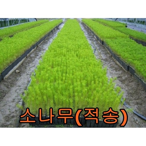 소나무(적송)2년생분묘 10그루 나무 묘목 소나무 적송 조경수 - 묘목 | 쿠팡