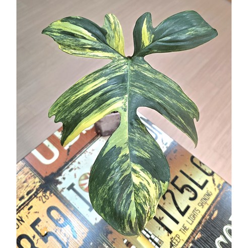 초록빛 예술 작품, 필로덴드론 플로리다 뷰티 바리에가타로 당신의 공간을 특별하게!