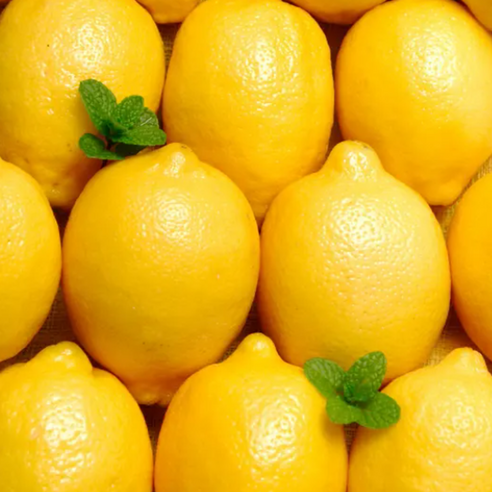 제주의 햇살을 담은 프리미엄, 무왁스 친환경 레몬으로 일상에 상큼함을 더하세요.