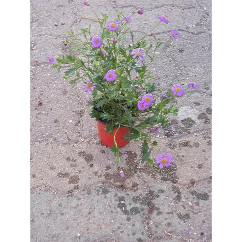 사계국화로 만드는 나만의 작은 정원, 삭막한 일상에 위로를 더하세요.