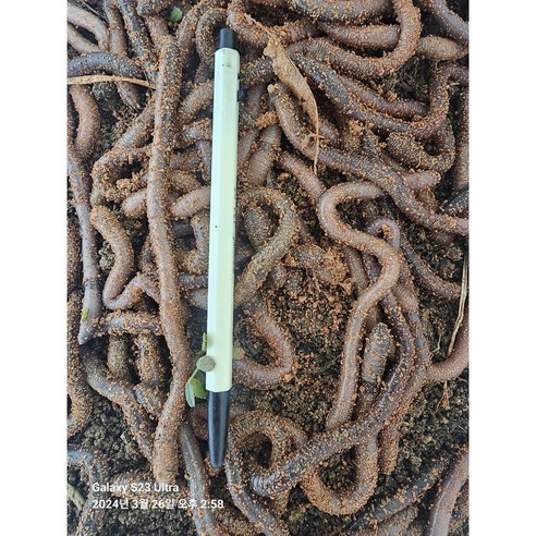 대물 장어의 꿈을 현실로: 굵은 말지렁이 미끼 사용 후기 말지렁이