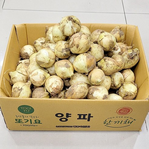 미니 양파(소) 3kg 5kg 10kg 장아치용 식당 가정용 업소용 대용량 국산양파, 1개