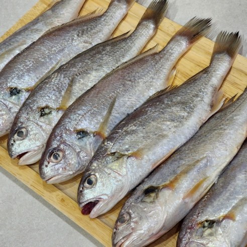 제주도 생물 백조기 조기 구이 조림 2kg
