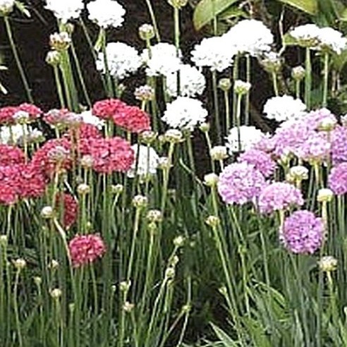 꽃모종/아르메리아-혼합(중형종) 7cm포트 /10개 KM71 추명국