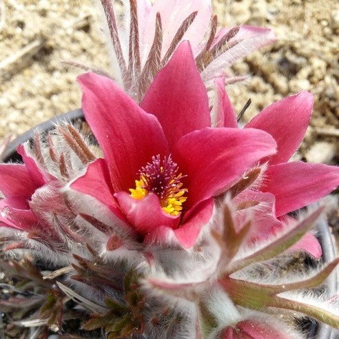 삭막한 일상에 활짝 핀 위로, 동강할미꽃 아름2호