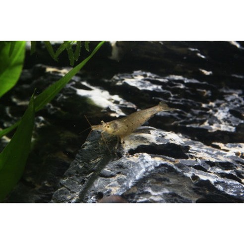 생이새우, 매혹적인 수족관의 청소 대장 생이새우