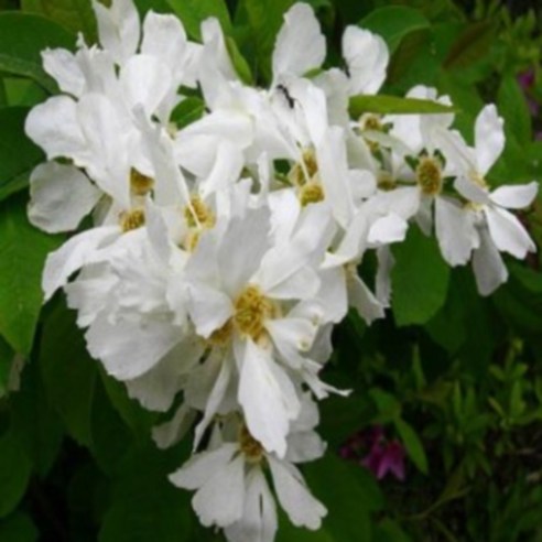 섬세한 아름다움이 깃든 정원, 가침박달나무 한 그루로 완성하다 가침박달나무