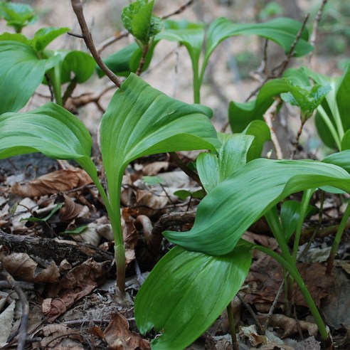 울릉도의 숨결을 담은 자연의 선물, 섬초롱 명이나물 장아찌