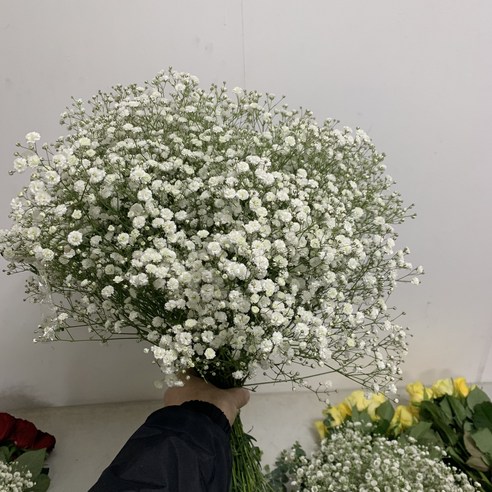 매우 아름다운 안개 생화 한단을 제공하는 [사직생화] 조금 반단 한단 한단