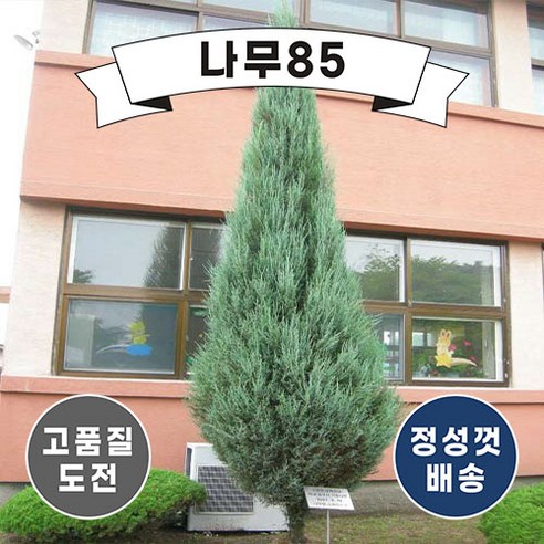 (나무85) 스카이로켓향나무 120L 장포트, 5개