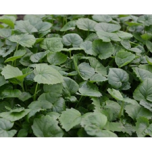 향긋한 곰취, 풍요로운 식탁을 위한 첫걸음: 다수확 곰취 모종 심기 곰취모종