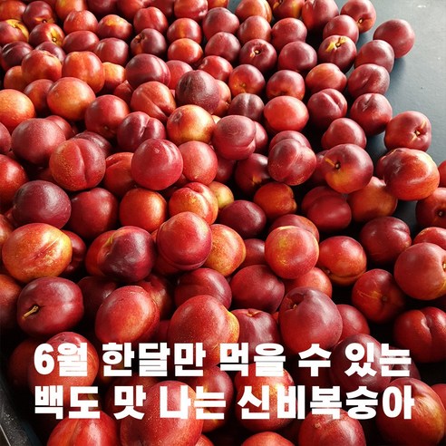 [산지직송/신선배송]당도선별 고당도 신비복숭아 (소과) 백도 황도 백도맛 복숭아 제철과일 당도선별 고당도 맛보장 임산부과일 아이들간식, 1개, 2kg(중소과/30과내외)