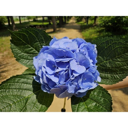 집안에 생기와 화사함을 더하는 유스풀몰의 수국 꽃다발