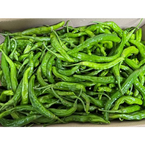 백광농장 국내산 꽈리고추(상) 1kg 2kg 4kg, 1개