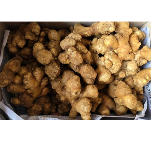 매년 생강 심기 실패 이제 그만 태안 씨생강으로 해결