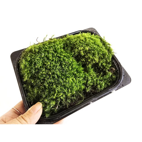 가든홀릭 꼬리이끼 국산 생이끼 18x14cm 테라리움 물이끼 공기정화, 1개